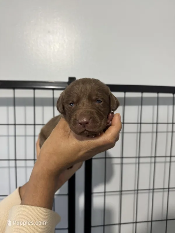 AKC. Plum Collar – Labrador Retriever puppy for sale in Summerville, GA