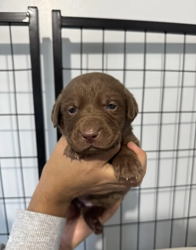 AKC. Plum Collar – Labrador Retriever puppy for sale in Summerville, GA