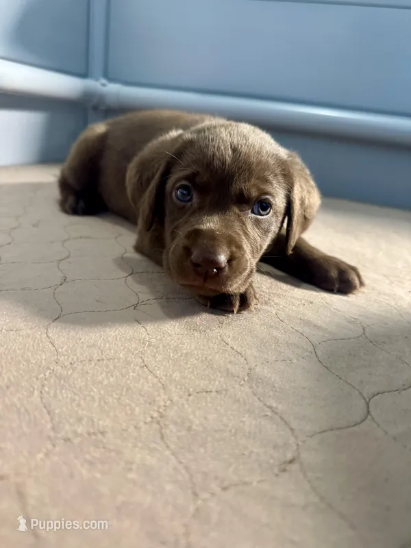 AKC. Plum Collar – Labrador Retriever puppy for sale in Summerville, GA