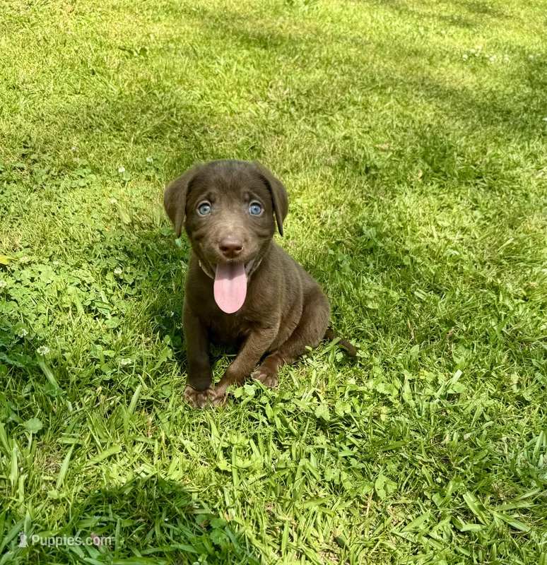 AKC. Pink Collar  – Labrador Retriever puppy for sale in Summerville, GA