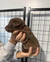 AKC. Plum Collar, a female Labrador Retriever for sale in Summerville, GA – Photo 2 of 6