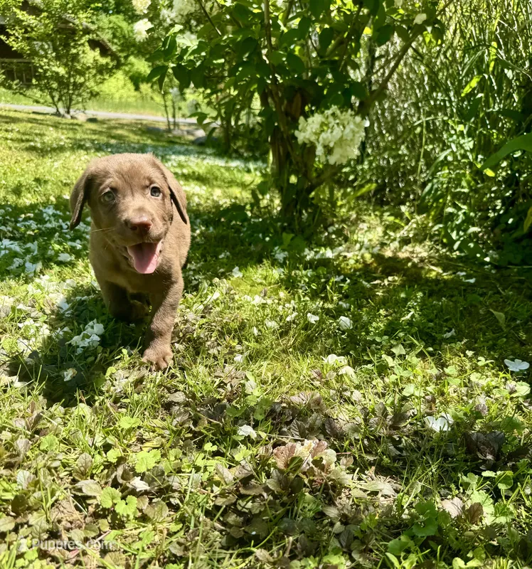 AKC. Plum Collar – Labrador Retriever puppy for sale in Summerville, GA
