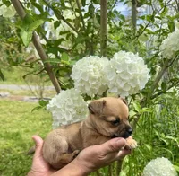Peanut, a male Chihuahua for sale in Summerville, GA – Photo 9 of 10