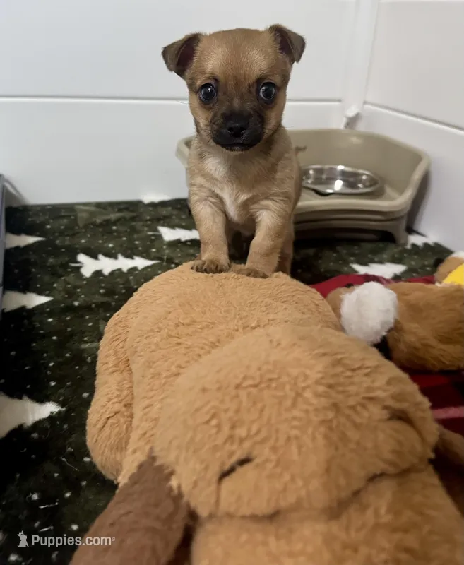 Peanut – Chihuahua puppy for sale in Summerville, GA