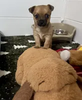 Peanut, a male Chihuahua for sale in Summerville, GA – Photo 1 of 10