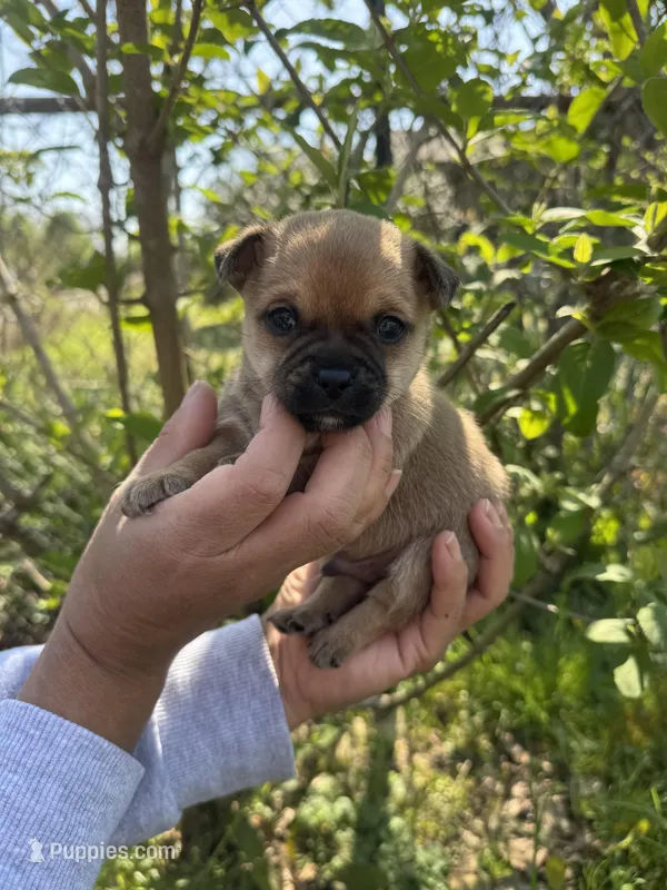 Peanut – Chihuahua puppy for sale in Summerville, GA