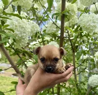 Peanut, a male Chihuahua for sale in Summerville, GA – Photo 8 of 10