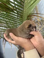 Peanut, a male Chihuahua for sale in Summerville, GA – Photo 4 of 6