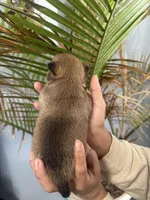 Peanut, a male Chihuahua for sale in Summerville, GA – Photo 6 of 6