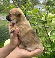 Peanut, a male Chihuahua for sale in Summerville, GA – Photo 7 of 10