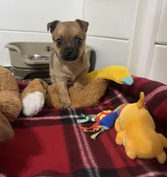 Peanut, a male Chihuahua for sale in Summerville, GA – Photo 3 of 10