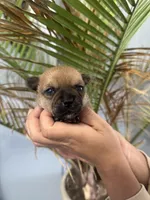 Peanut, a male Chihuahua for sale in Summerville, GA – Photo 2 of 6