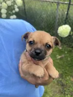 Peanut, a male Chihuahua for sale in Summerville, GA – Photo 5 of 10