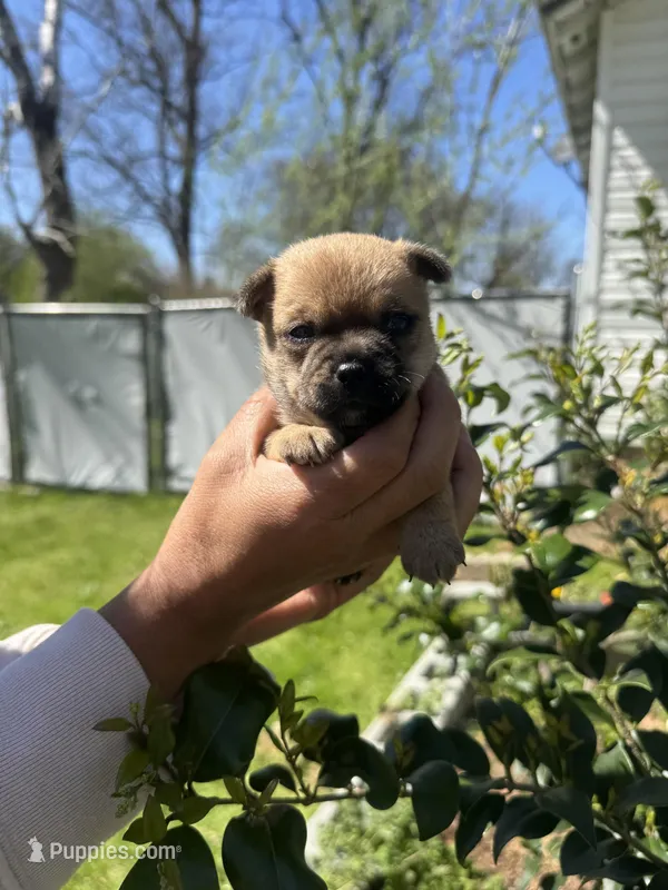 Peanut – Chihuahua puppy for sale in Summerville, GA