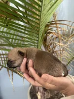Peanut, a male Chihuahua for sale in Summerville, GA – Photo 5 of 6