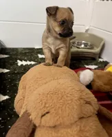 Peanut, a male Chihuahua for sale in Summerville, GA – Photo 2 of 10