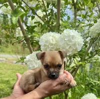 Peanut, a male Chihuahua for sale in Summerville, GA – Photo 6 of 10