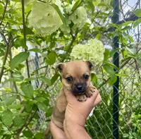 Peanut, a male Chihuahua for sale in Summerville, GA – Photo 10 of 10