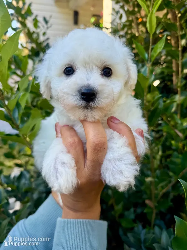 A.K.C George  – Bichon Frise puppy for sale in Summerville, GA