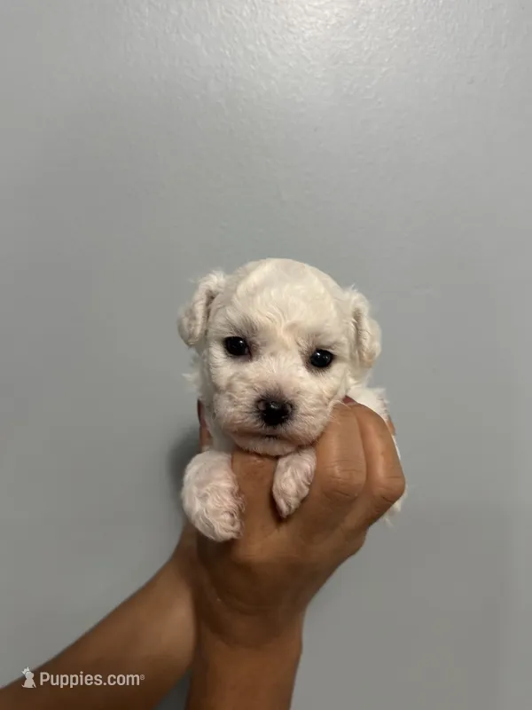 A.K.C Jasmine  – Bichon Frise puppy for sale in Summerville, GA