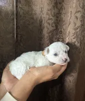 A.K.C Alejandra , a female Bichon Frise for sale in Summerville, GA – 4 of 4