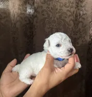 A.K.C George , a male Bichon Frise for sale in Summerville, GA – 3 of 5