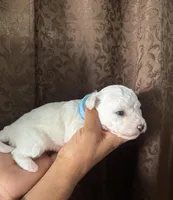 A.K.C Jasmine , a female Bichon Frise for sale in Summerville, GA – 3 of 4