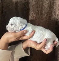 A.K.C George , a male Bichon Frise for sale in Summerville, GA – 5 of 5