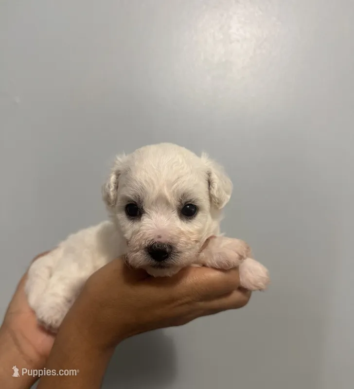 A.K.C Leo – Bichon Frise puppy for sale in Summerville, GA