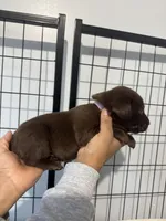 AKC. Violet Collar, a female Labrador Retriever for sale in Summerville, GA – Photo 3 of 7