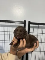 AKC. Violet Collar, a female Labrador Retriever for sale in Summerville, GA – Photo 3 of 4