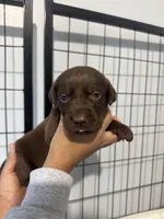 AKC. Violet Collar, a female Labrador Retriever for sale in Summerville, GA – Photo 1 of 7