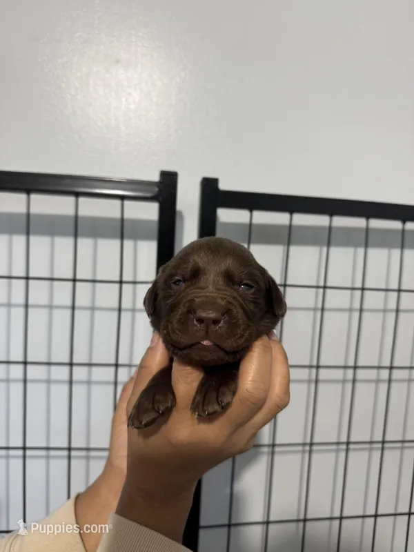AKC. Violet Collar – Labrador Retriever puppy for sale in Summerville, GA