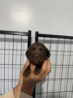 AKC. Violet Collar, a female Labrador Retriever for sale in Summerville, GA – Photo 1 of 4