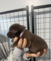 AKC. Violet Collar, a female Labrador Retriever for sale in Summerville, GA – Photo 2 of 7
