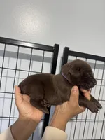 AKC. Violet Collar, a female Labrador Retriever for sale in Summerville, GA – Photo 4 of 4