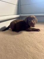 AKC Violet collar , a female Labrador Retriever for sale in Summerville, GA – Photo 3 of 3