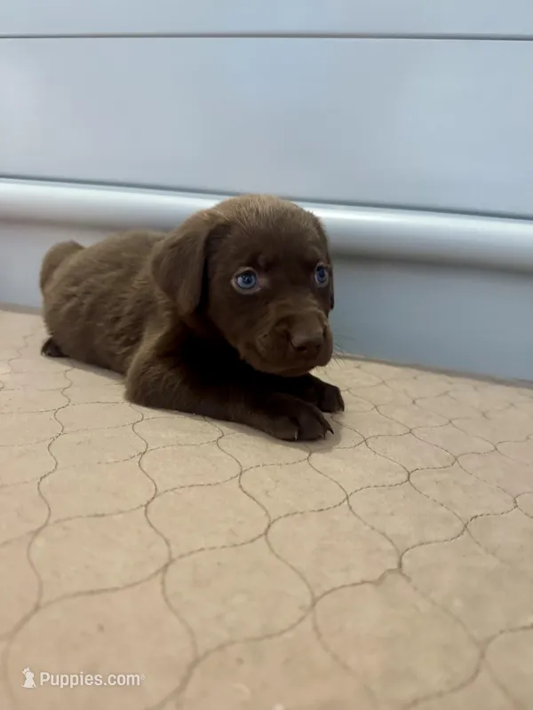 AKC Violet collar  – Labrador Retriever puppy for sale in Summerville, GA