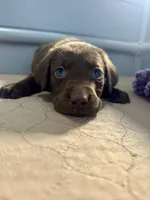 AKC Violet collar , a female Labrador Retriever for sale in Summerville, GA – Photo 2 of 3