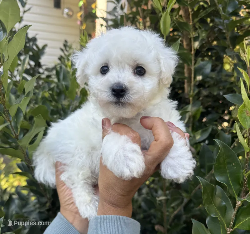 A.K.C George  – Bichon Frise puppy for sale in Summerville, GA