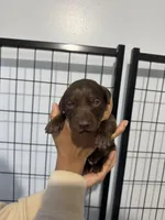 AKC. Purple Collar, a female Labrador Retriever for sale in Summerville, GA – Photo 2 of 5