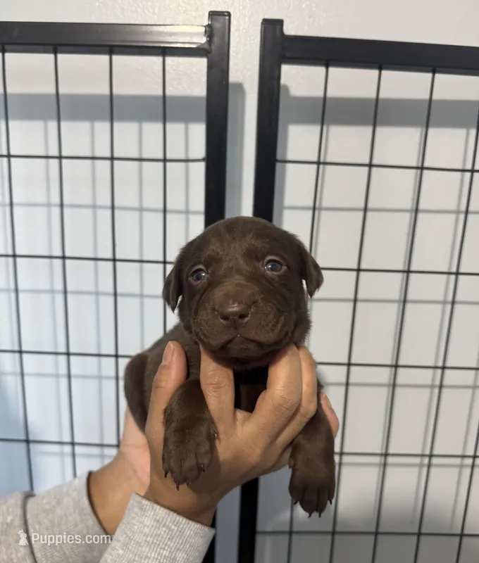 AKC. Purple Collar – Labrador Retriever puppy for sale in Summerville, GA