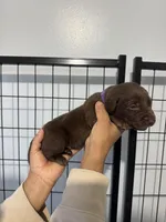 AKC. Purple Collar, a female Labrador Retriever for sale in Summerville, GA – Photo 4 of 5