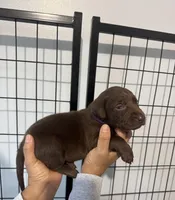 AKC. Purple Collar, a female Labrador Retriever for sale in Summerville, GA – Photo 3 of 8