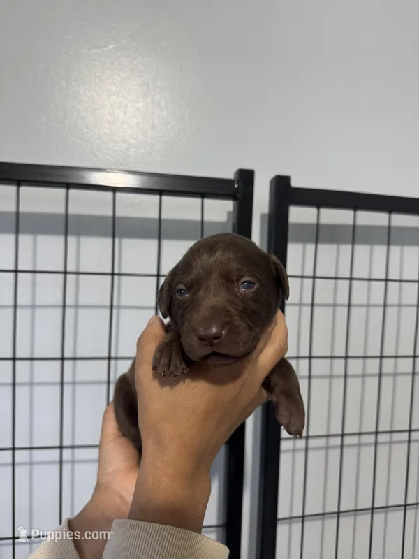 AKC. Purple Collar – Labrador Retriever puppy for sale in Summerville, GA