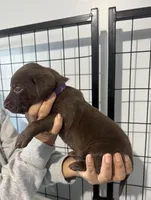 AKC. Purple Collar, a female Labrador Retriever for sale in Summerville, GA – Photo 2 of 8