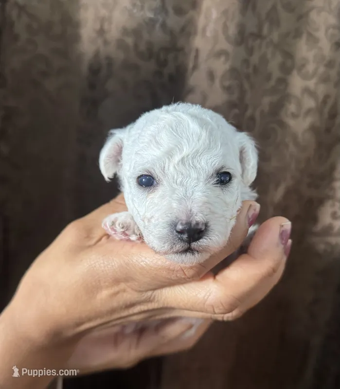 A.K.C George  – Bichon Frise puppy for sale in Summerville, GA
