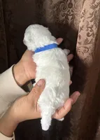 A.K.C George , a male Bichon Frise for sale in Summerville, GA – 2 of 5