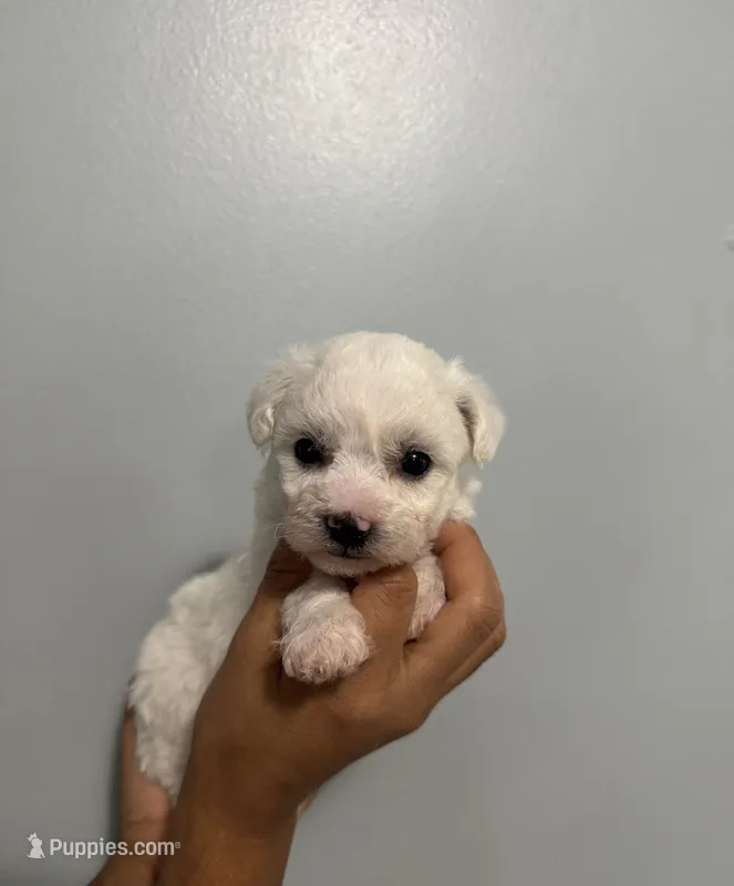 A.K.C Alejandra  – Bichon Frise puppy for sale in Summerville, GA