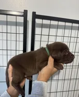 AKC. Green Collar , a male Labrador Retriever for sale in Summerville, GA – Photo 3 of 7